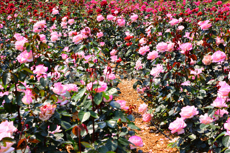 장미,장미꽃,로즈,꽃,아름다움,예쁜,플라워,데코레이션,꽃송이,꽃잎,feeling,rose,flowers,5월,계절의여왕,가시,가든,정원,앞뜰,장미원,장미축제,BEAUTIFUL,plant,garden,핑크색장미,분홍장미,pink,꽃밭,수많은,식물,자연,plants,nature,꽃,flower