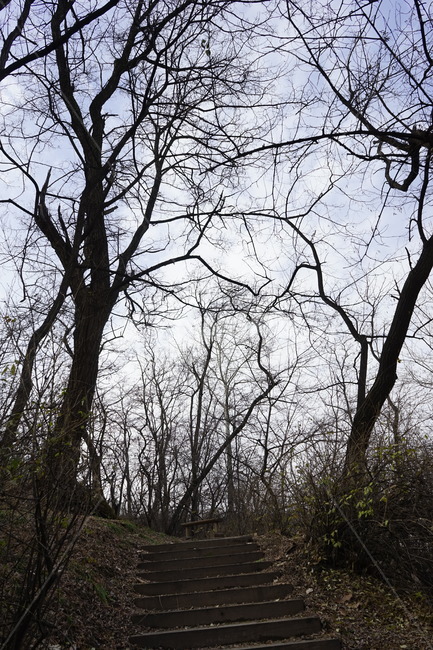 실루엣,초겨울,계절,하늘,silhouette,자연,가지,고목,나무,blue,season,winter,branch,tree,식물,자연,plants,nature,나무,trees,wood