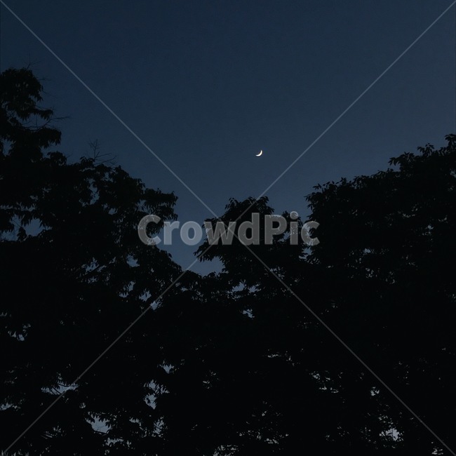 밤,밤하늘,달,나무,초승달,moon,night,sky,자연,풍경,nature,landscape,야경,밤,nightscape,night,outdoors,옥외