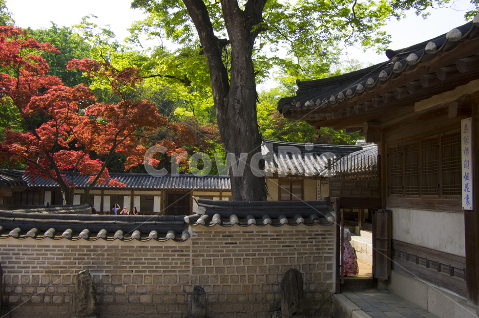 후원,비원,한옥,전통,봄,전통가옥,기와집,기와,양반가옥