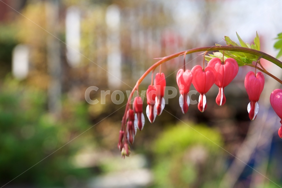 금낭화,꽃,핑크,dicentra,plant,flower,pink,식물,자연,plants,nature,꽃,flower