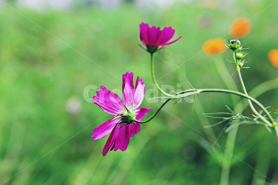 코스모스,꽃,꽃잎,식물,자염,공원,가을,가을꽃,식물,자연,plants,nature,꽃,flower