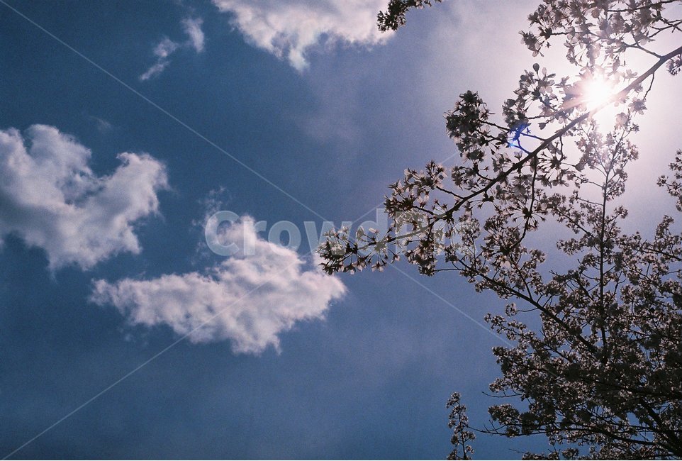 역광,하늘,햇빛,꽃,벚꽃,감성사진,필름사진,식물,자연,plants,nature,꽃,flower,감성,sensible,feeling