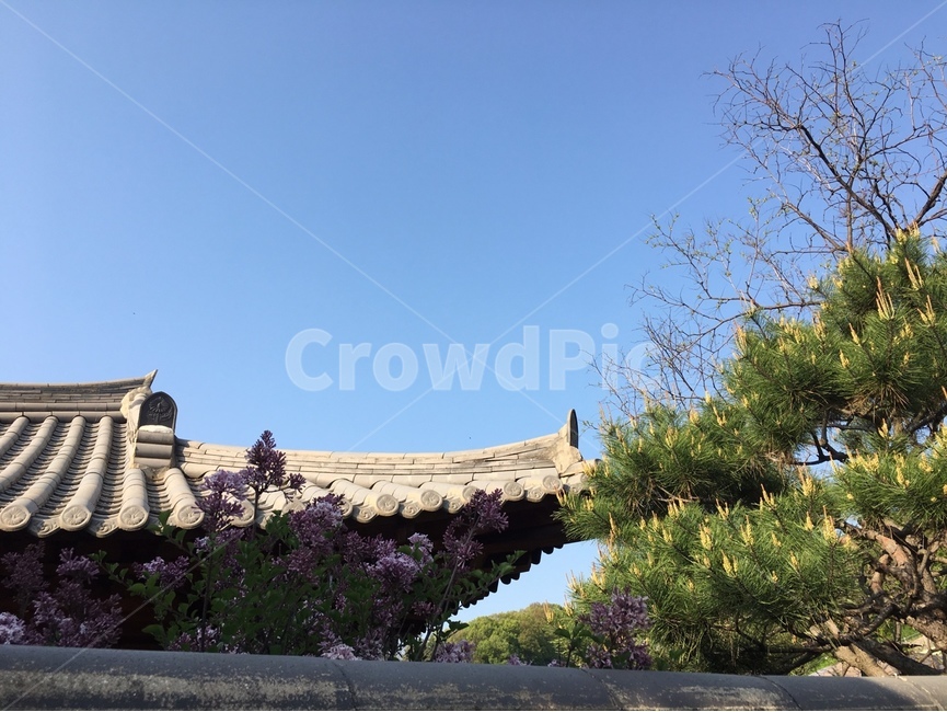 전주,한옥마을,한옥,한옥집,담장,담벼락,일상,나을이,여행,구옥,기와,전통,문양,하늘,풍경,따뜻한,분위기,고즈넉,자연,대한민국