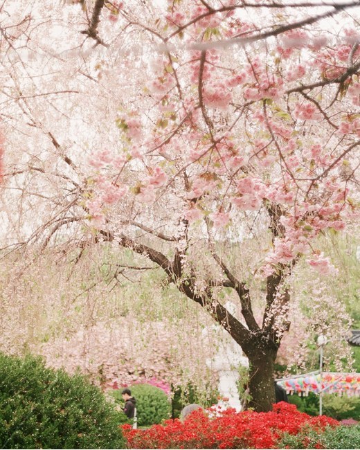 벚꽃,겹벚꽃,수양벚꽃,벚꽃사진,분홍꽃,봄,계절,spring,season,식물,자연,plants,nature,꽃,flower,나무,trees,wood,감성,sensible,feeling,plant,blossom