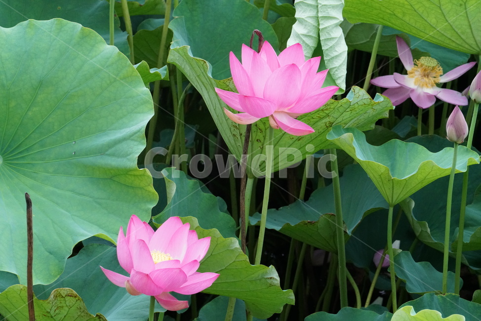 연꽃,련꽃,수초,식물,iotus,담수초,수중식물,수련과
