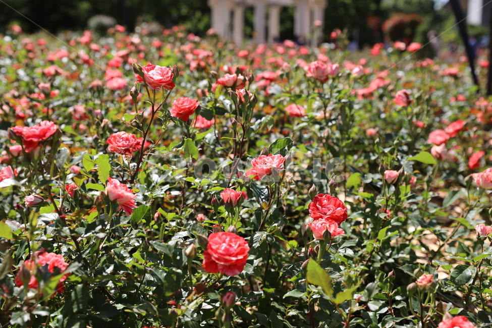 장미,장미꽃,장미공원,장미광장,로즈가든,로즈,식물,자연,plants,nature,꽃,flower