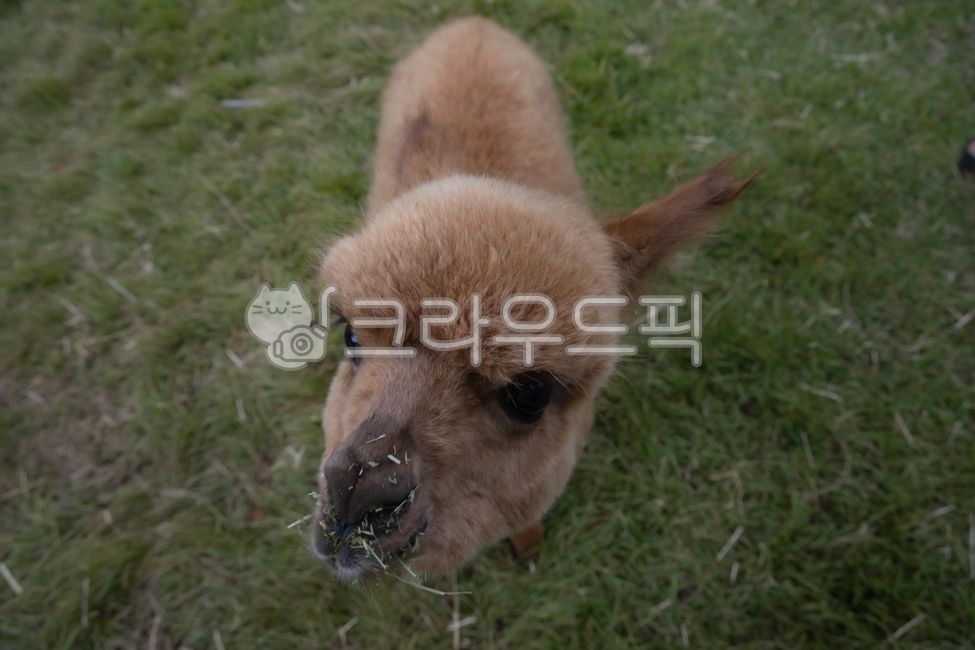 알파카,낙타과,척삭동물,소목,칠레동물,페루동물,방목동물,alpaca,애완동물,pet,nature,자연,outdoors,옥외,field,들,grassland,목초지,antelope,영양,animal,동물,mammal,야생동물,wildlife,포유류