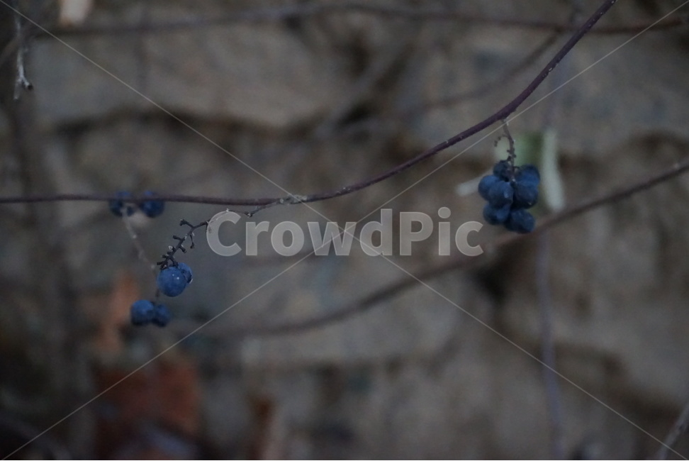 보라색,열매,동넹흔한풍경,보라보라,동글동글,식물,자연,plants,nature,과일,열매,fruit