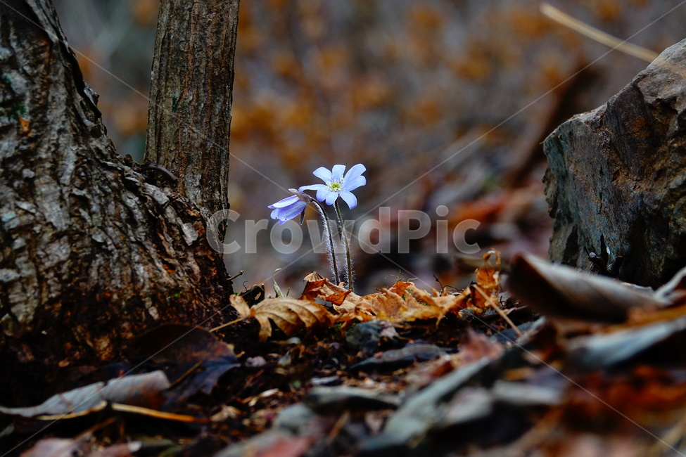 노루귀,봄,야생화,숲,꽃,식물,자연,plants,nature,꽃,flower