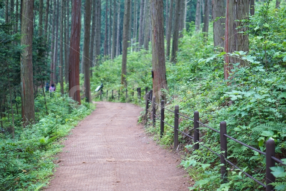 여행,travel,여행사진,국내여행,혼자여행,사진,배경사진,배경,이쁜사진,색감,색감좋은사진,풍경,풍경사진,통영,통영여행,편백나무,편백나무숲,숲길,자연,풍경,nature,landscape,여름,계절,summer,season,path,통로