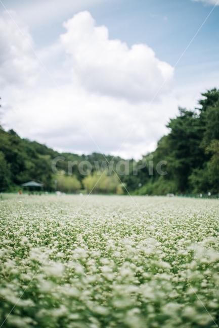 울산,메밀꽃,꽃,여름,flower,자연,풍경,nature,landscape,여름,계절,summer,season,감성,sensible,feeling