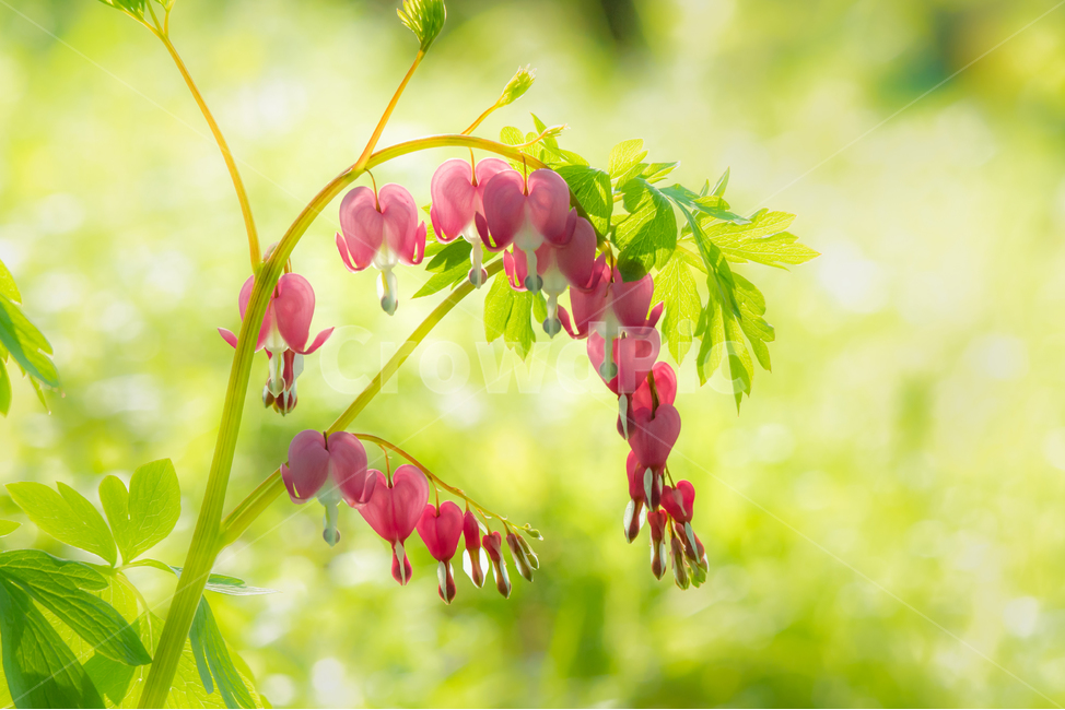 금낭화,꽃,봄,아름다움,자연,식물,plant,식물,자연,plants,nature,꽃,flower