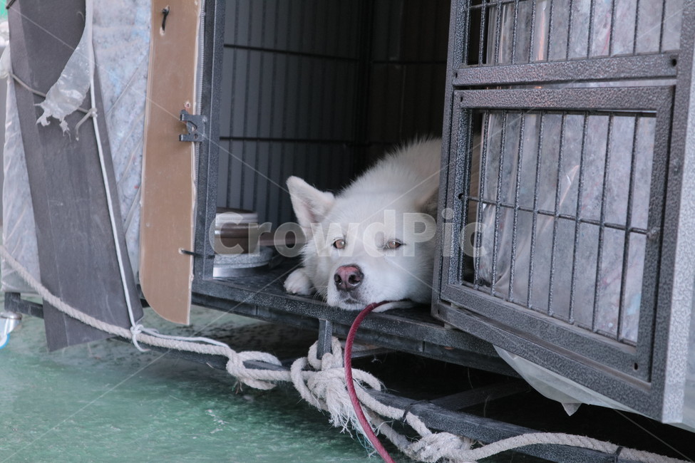 추억,회상,백구,강아지,멍멍이,개,반려견,애완견,반려동물,애완동물,펫,진돗개,진도개,행복,기쁨,신남,호기심,관찰,dog,pet,animal,동물,doggy,나름,졸림,동물,animal