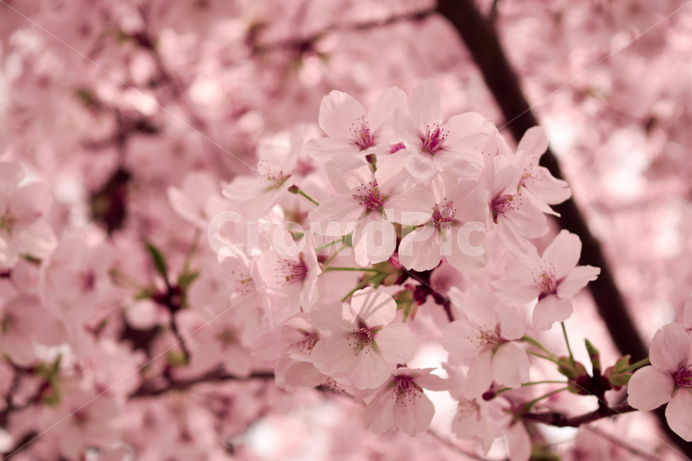 벛꽃,꽃,나무,봄,핑크,봄,계절,spring,season,식물,자연,plants,nature,꽃,flower,plant,blossom,cherry blossom,벚꽃