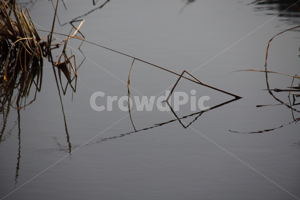 풀,잡초,물,반영,reflection,식물,자연,plants,nature