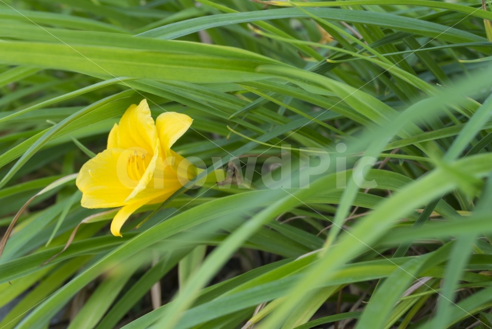꽃,식물,자연,일상,노랑,식물,자연,plants,nature,꽃,flower