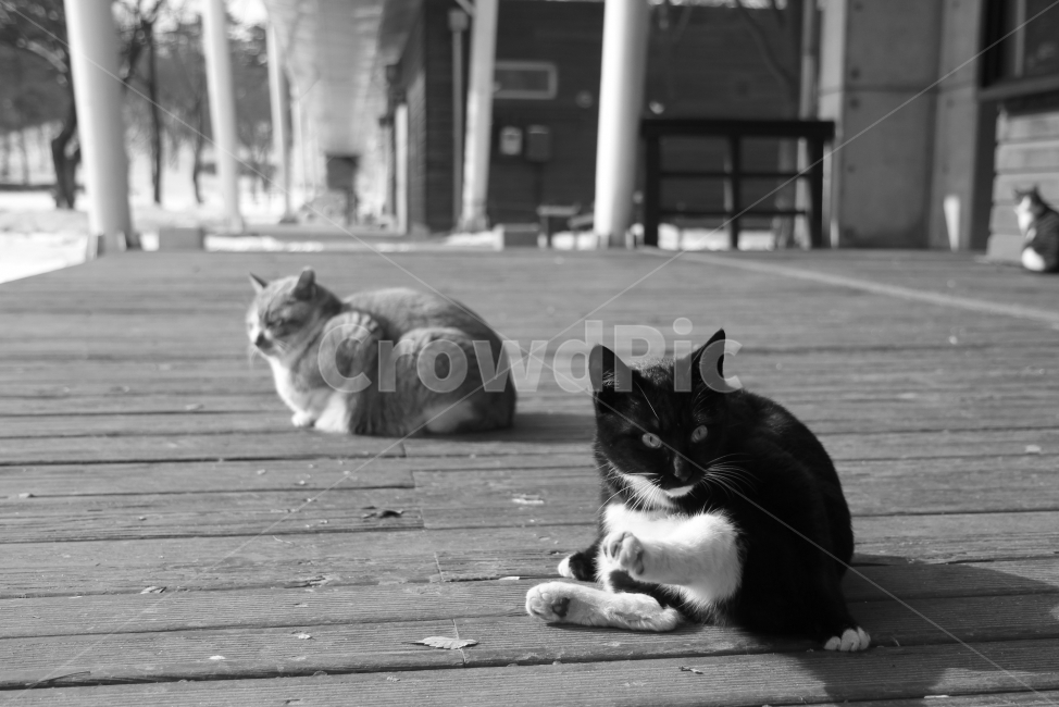 고양이,흑백,동물,감성사진,모노,동물,animal,포유류,mammal,고양이,cat,kitten,kitty,흑백,모노톤,monochrome,black and white