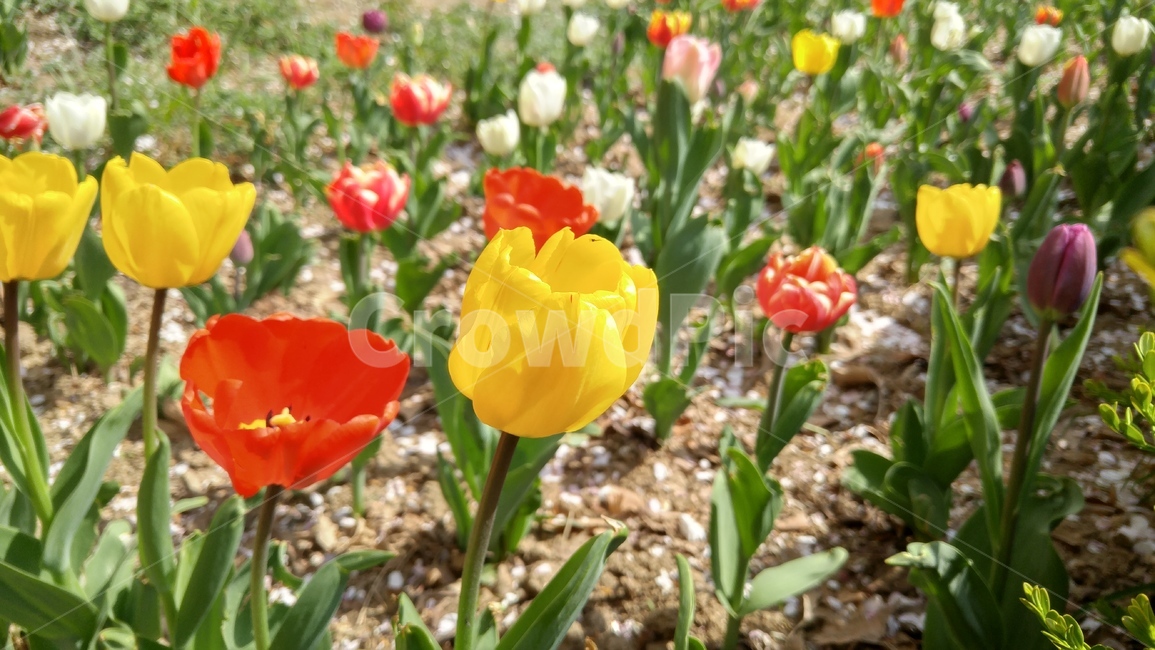 튤립,봄,tulip,플라워,꽃