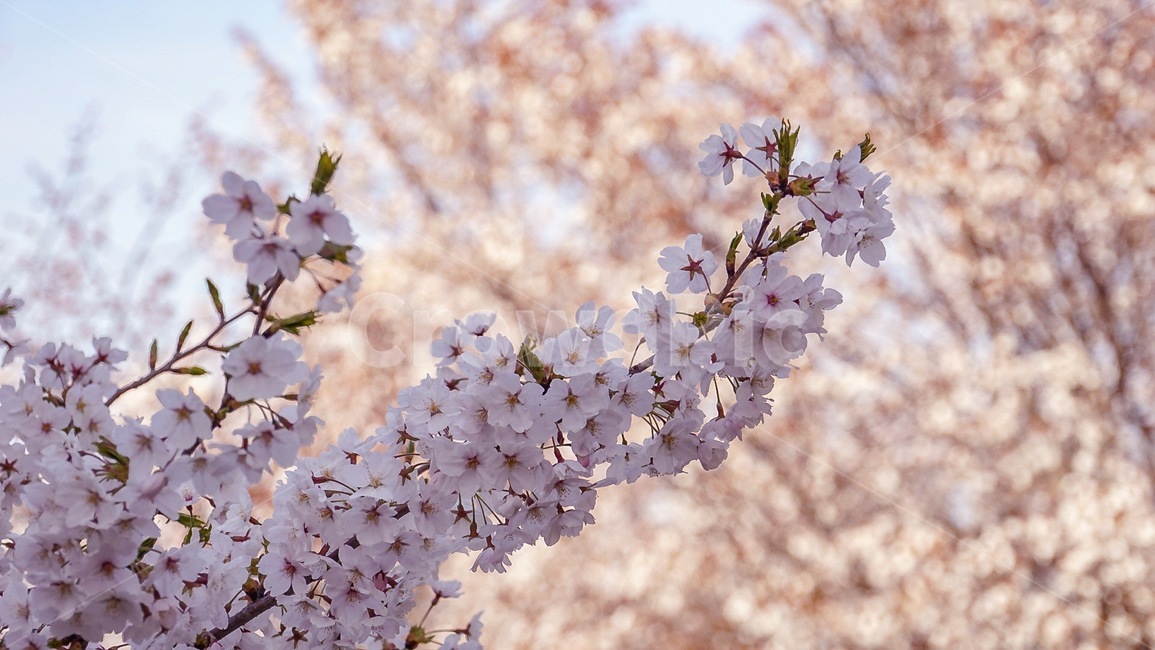 하늘,노을,벚꽃,꽃,감성,색감,풍경,flower,sky,landscape,nature,sunset,blossom,cherryblossom,봄,계절,spring,season,plant,식물