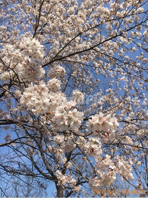 봄,벚꽃,꽃놀이,아름다워,꽃눈