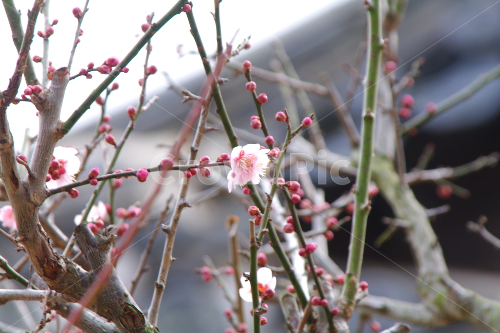 plant,식물,매화,매화꽃,매화나무