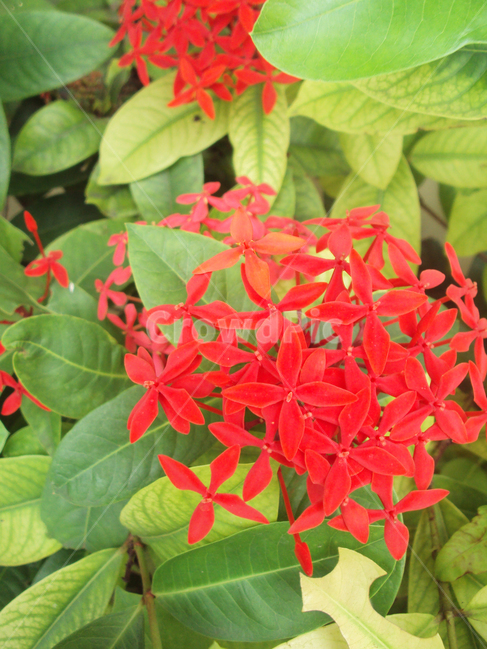 꽃,식물,자연,버터플라이위드,butterflyweed,flower,식물,자연,plants,nature,꽃,flower