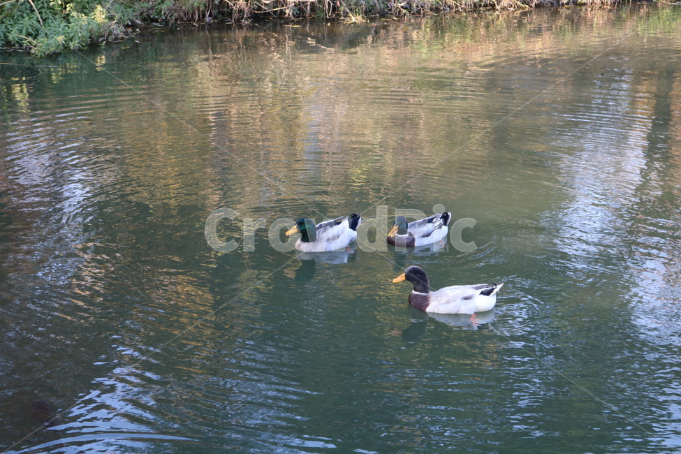 bird,새,animal,동물,오리,duck,청둥오리,mallardduck,자연,nature,호수,lake,water,물