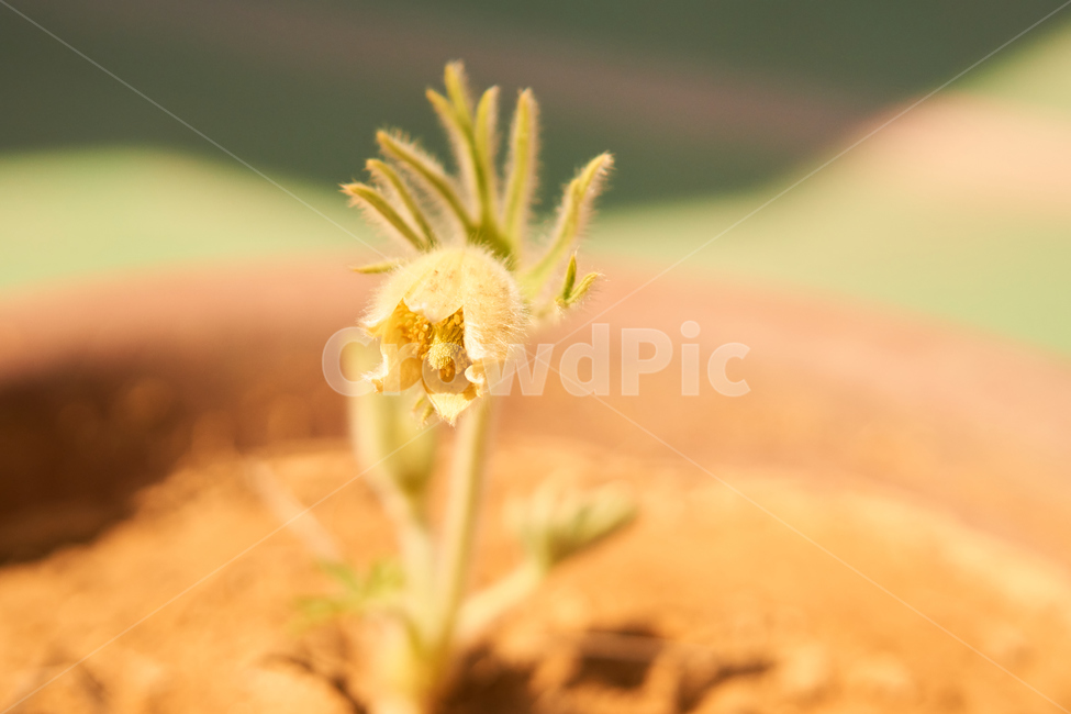할미꽃,노란할미꽃,희귀종,식물,봄,생화,조화,들꽃,약재,pasqueflower,flower,plant,yellowflower,nature,식물,자연,plants,nature,꽃,flower