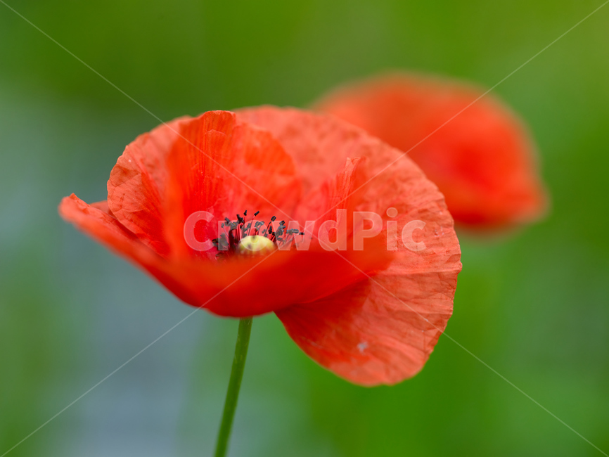 양귀비,꽃양귀비,plant,식물,flower,꽃,blossom,식물,자연,plants,nature,꽃,flower