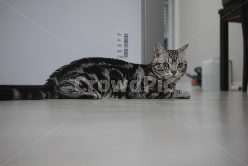 pet,고양이,animal,동물,cat,랙돌,ragdoll,동물,animal,포유류,mammal,고양이,cat,kitten,kitty