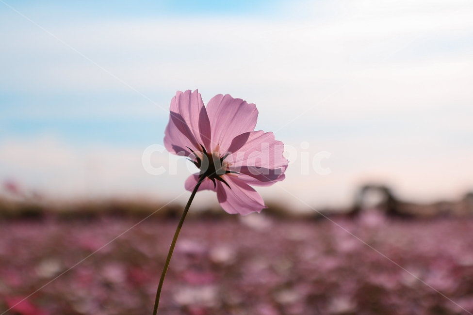 가을,가을감성,코스모스,자연,꽃,분홍색,핑크색,가을,계절,fall,autumn,season,식물,자연,plants,nature,꽃,flower,plant