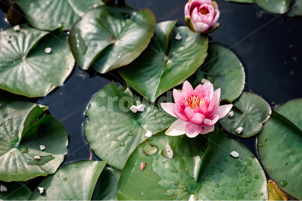 Reservoir,training,flower garden,Lotus,flower