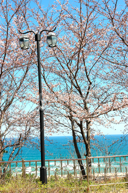바다,봄,봄풍경,풍경,동해시,벚꽃,봄,계절,spring,season,자연,풍경,nature,landscape