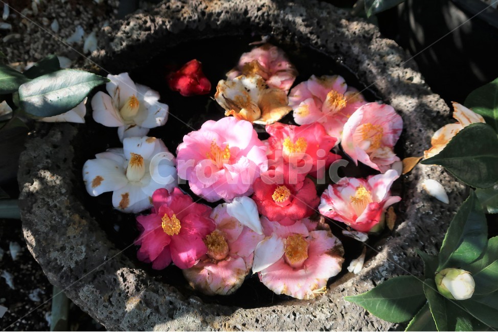 제주,동백,동백꽃,군락지,겨울,꽃,식물,동백나무,자연,군락,식물,자연,plants,nature,꽃,flower