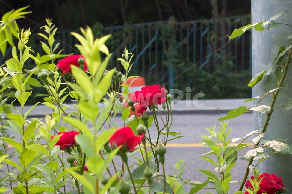 장미,장미꽃,식물,봄,빨강,식물,자연,plants,nature,꽃,flower