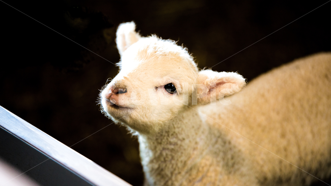 양,양떼목장,animal,sheep,자연,농장,어린양,lamb,동물,animal,포유류,mammal
