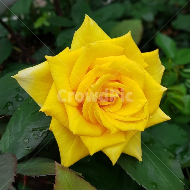 장미,꽃,노랑,식물,자연,노란색꽃,rose,flower,yellow,plant,nature,이슬,물방울,dew