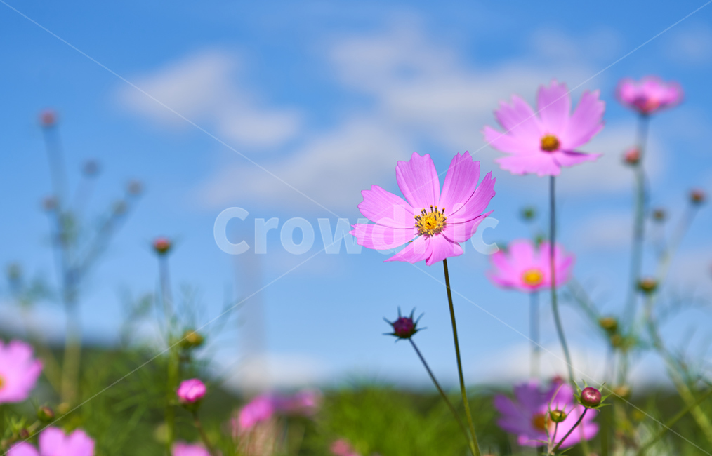 꽃,가울,코스모스,핑크꽃,플라워,식물,가을,계절,fall,autumn,season,식물,자연,plants,nature,꽃,flower,plant,blossom,daisy,데이지,daisies