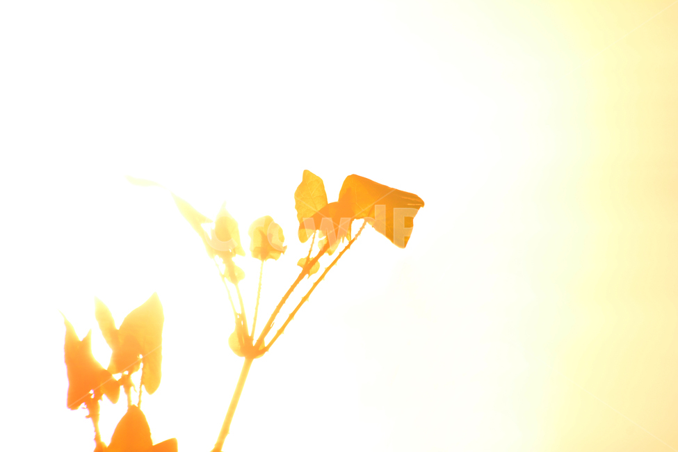 감성,석양,노을,식물,해질무렵,sunset,몽환적,아련한,안개,분위기,필,느낌,feeling,emotion,sensibility,foggy,빛,라이트,눈부신,광채,밝음,하일라이트,식물,자연,plants,nature,휴식,힐링,rest,relaxation,healing