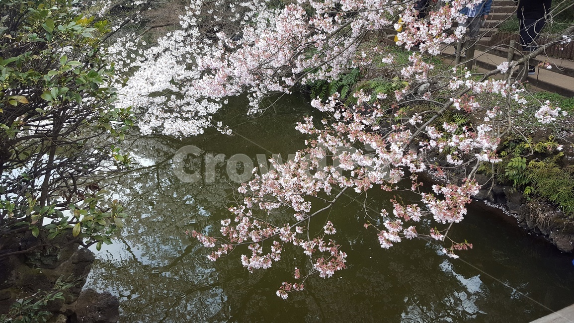 plant,blossom,flower,꽃,cherryblossom,벚꽃,자연,봄,계절,spring,season