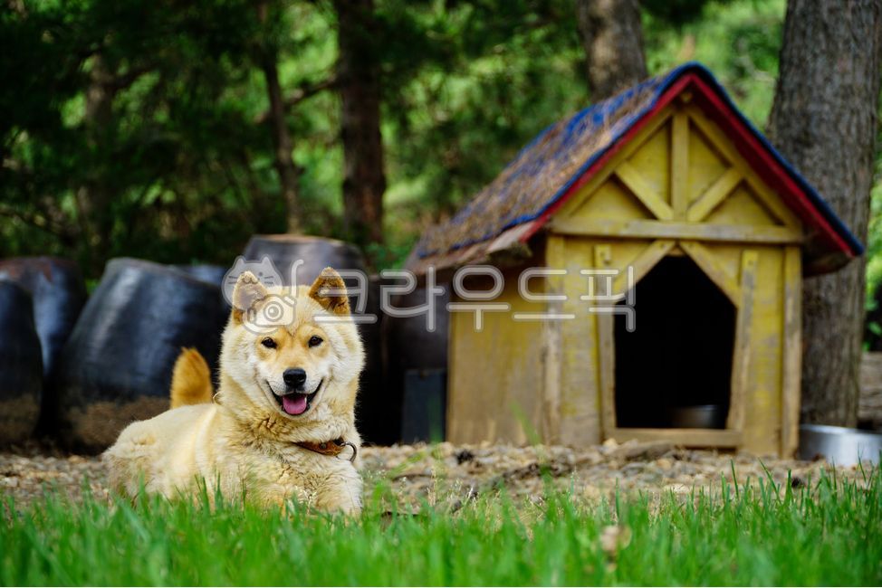 진돗개,개,강아지,누렁이,미소,얼굴,개집,시선,잔디,시골,장독대,시골개,표정,동물,애완견,반려견,포유류,dog,smile,heart,doggy,pet