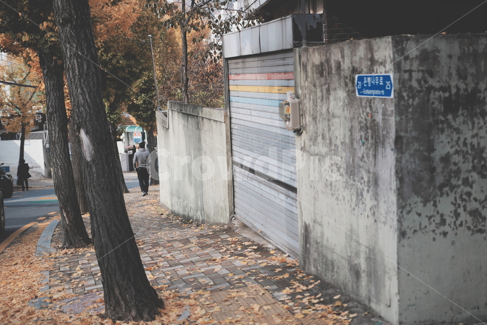 골목길,낙엽길,낙엽,단풍길,길,가을,계절,fall,autumn,season,골목길,alley,path,통로,walkway,보도