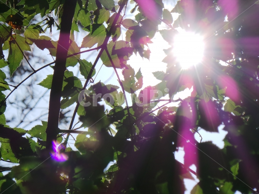 나무사이,햇빛,나무밑,그늘속,따뜻한봄날,식물,자연,plants,nature