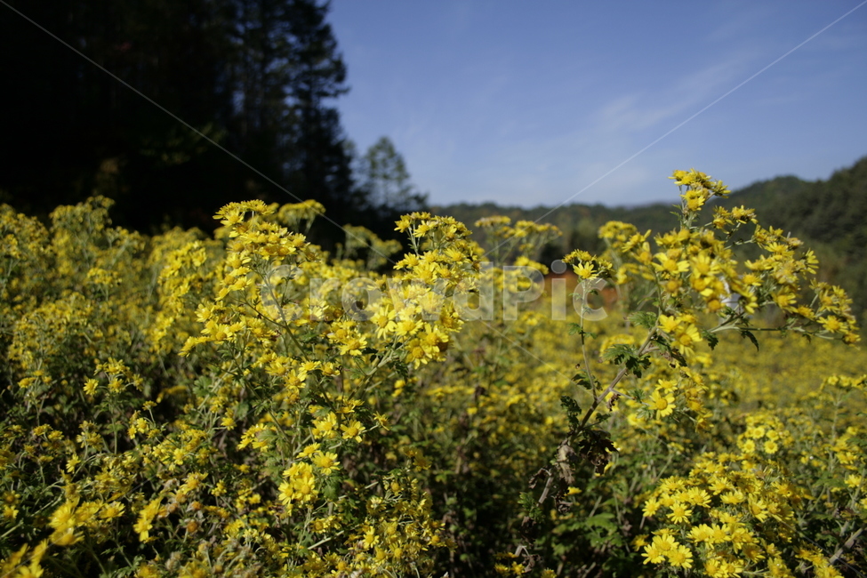 산국,국화,꽃,식물,꽃밭,flower,식물,자연,plants,nature,꽃,flower