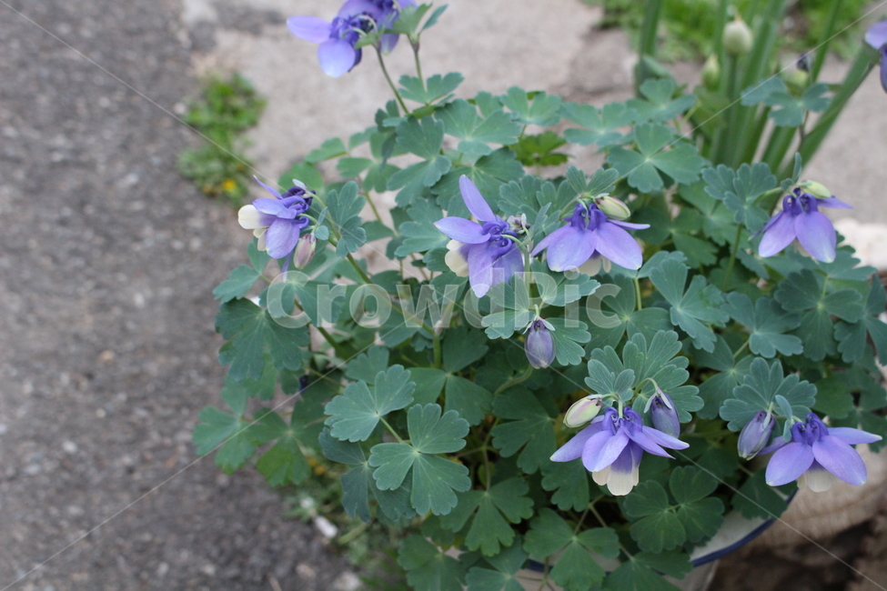 꽃,매발톱꽃,자연,식물,야생화,야생,orientalcolumbine,식물,자연,plants,nature,꽃,flower