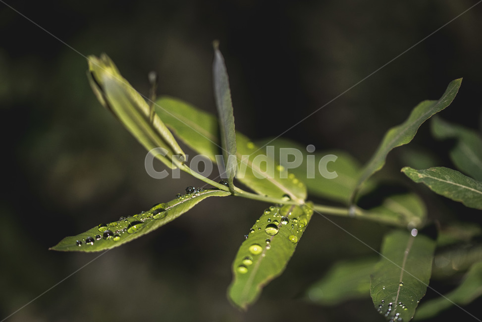 식물,자연,생태,접사,물방울,macro,비오는날,빗속,비,rainday