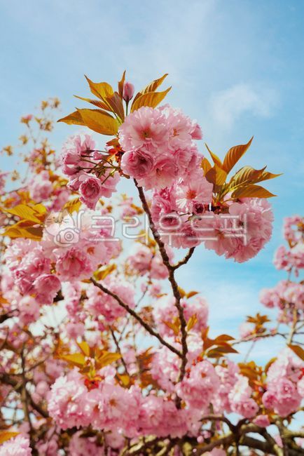 cherry blossom tree,spring,pink,Cherry Blossom,double cherry blossoms,April