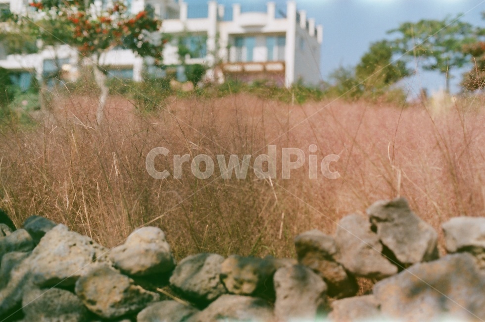 핑크뮬리,휴식,감성,힐링,자연,필름,식물,자연,plants,nature