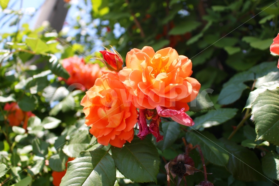 장미,로즈,색감,보정,봄,풍경사진,감성사진,ROSE,FLOWER,꽃,식물,자연,plants,nature,꽃,flower